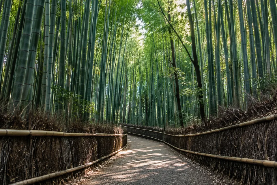 竹林の散歩道（AI生成のサンプル写真）